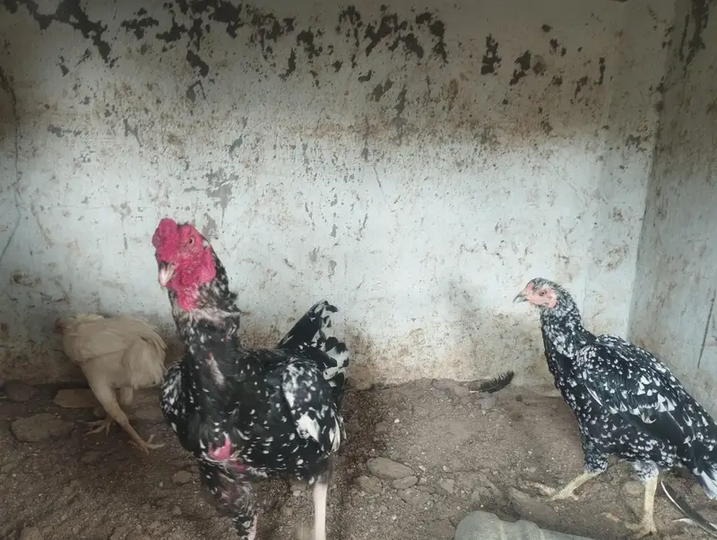 chena murgha aur 3 murgian — photo 2