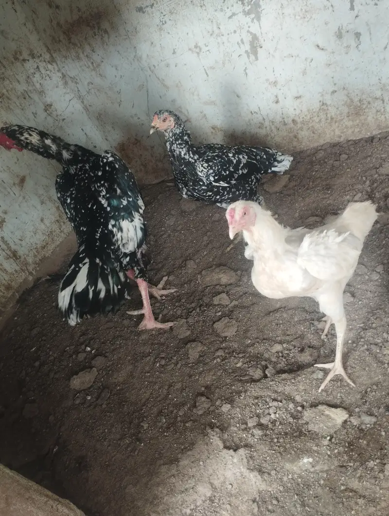 chena murgha aur 3 murgian — photo 3