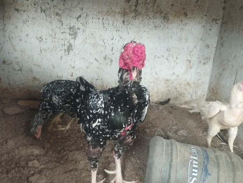 chena murgha aur 3 murgian — photo 4