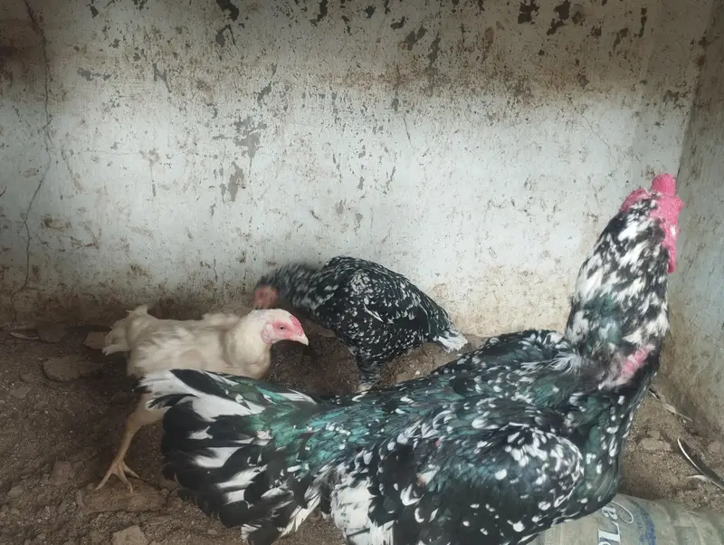 chena murgha aur 3 murgian — photo 5