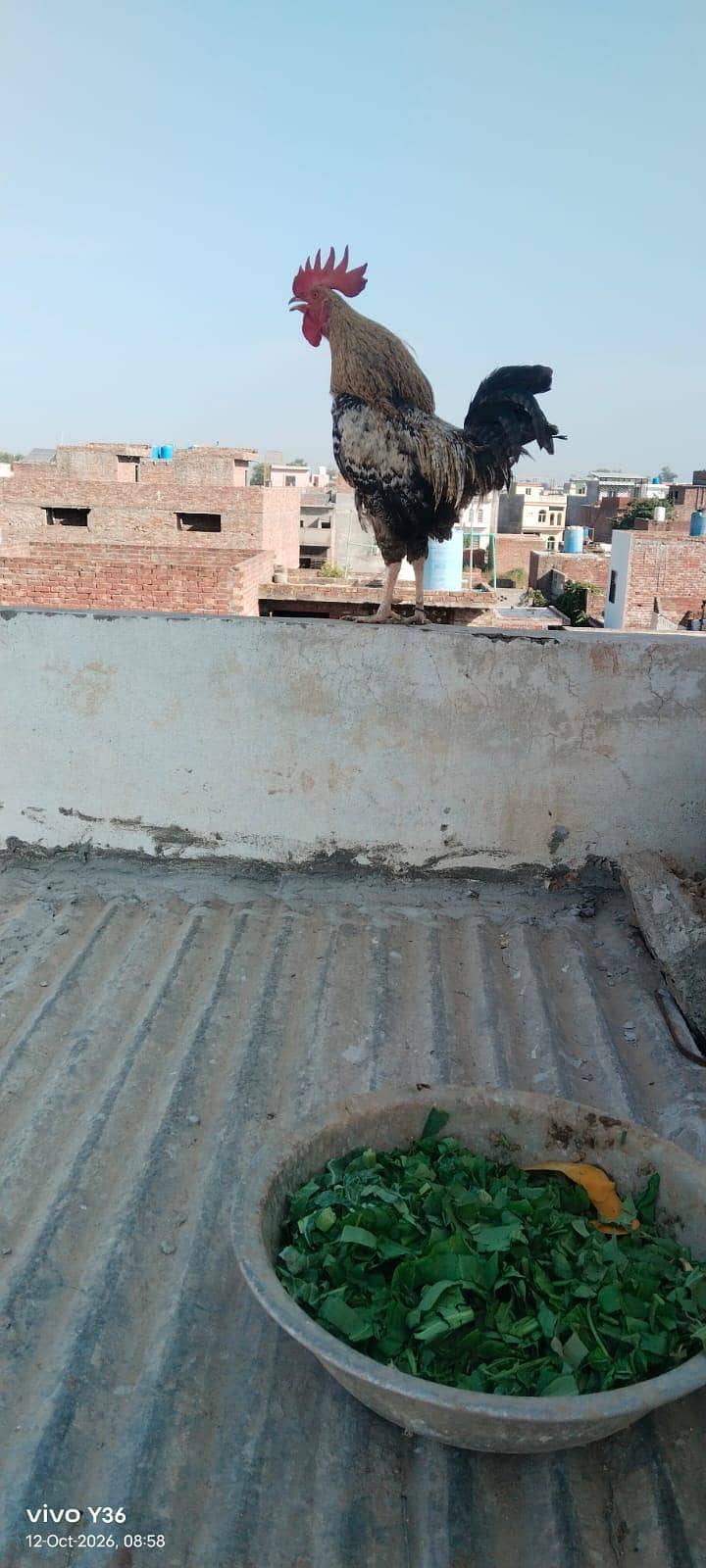vip murga 2