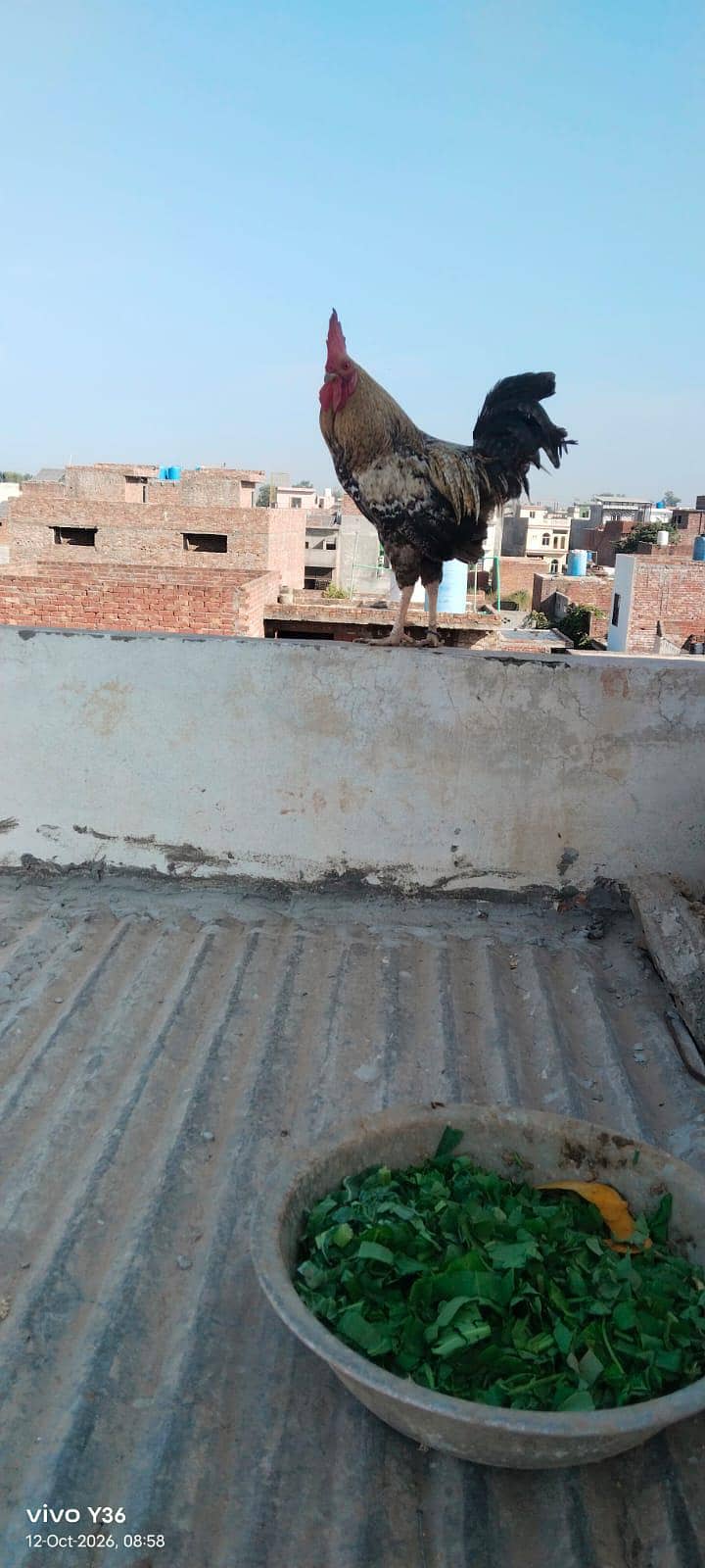 vip murga 5