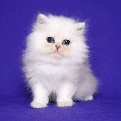 Cat | kittens | Persian | 3 Cote | Fluffy Wtsp msg 0348*ŌI6*3Ô63
