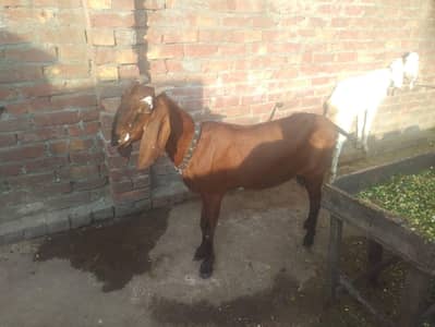2 Bakria for sale 03274551749 contact me if you are interested