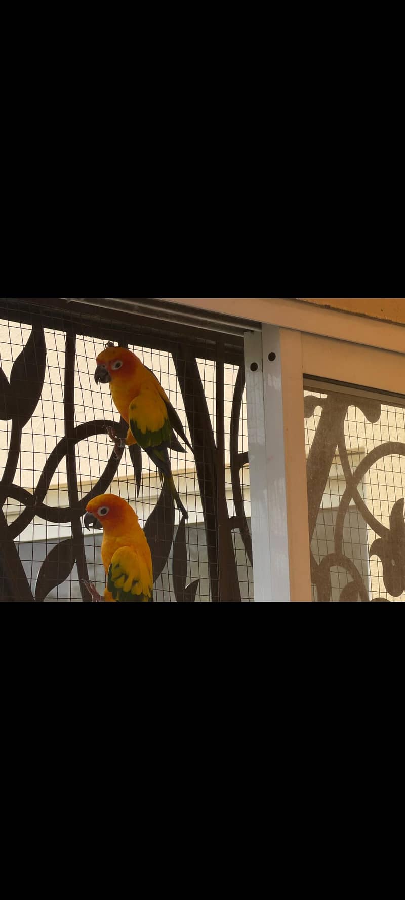 Breeder Pair 2