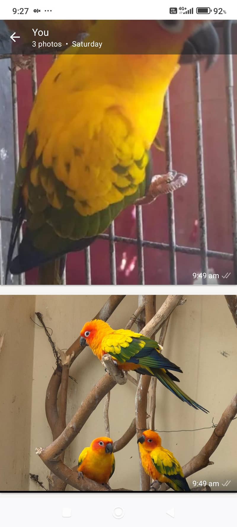 Breeder Pair 3