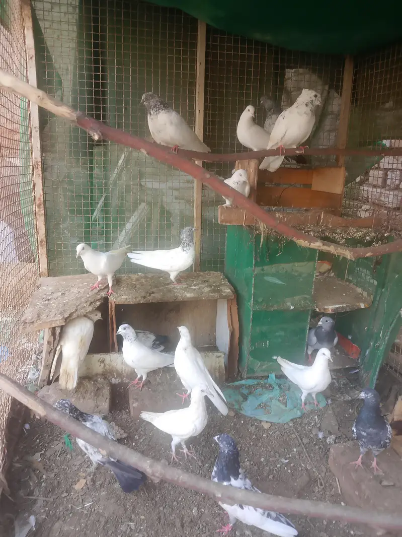 all pigeon full sell — photo 2