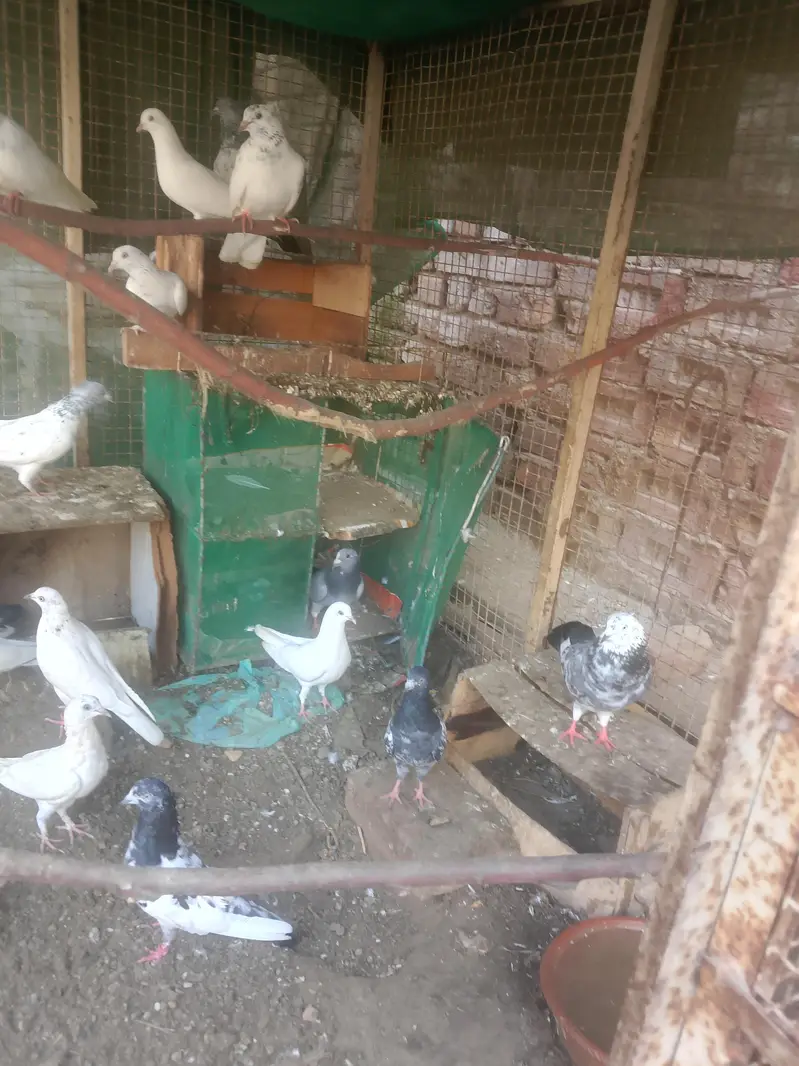 all pigeon full sell — photo 3