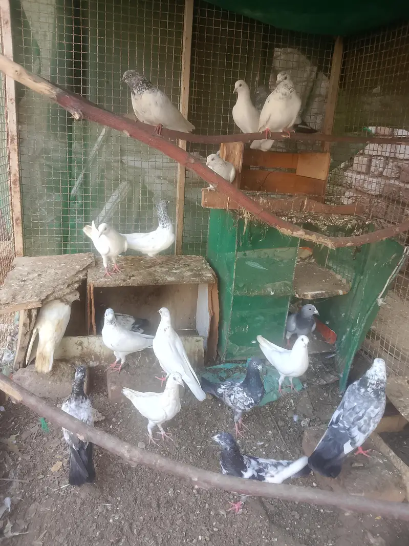 all pigeon full sell — photo 4