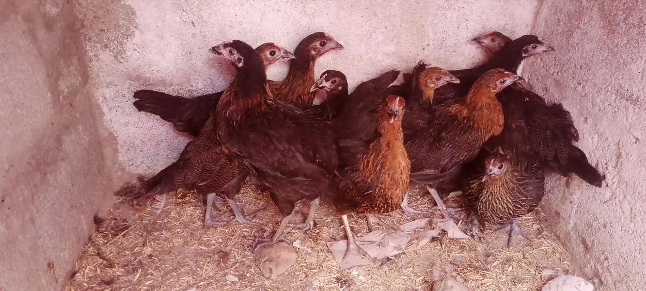 GOLDEN MISRI FEMALE — photo 2