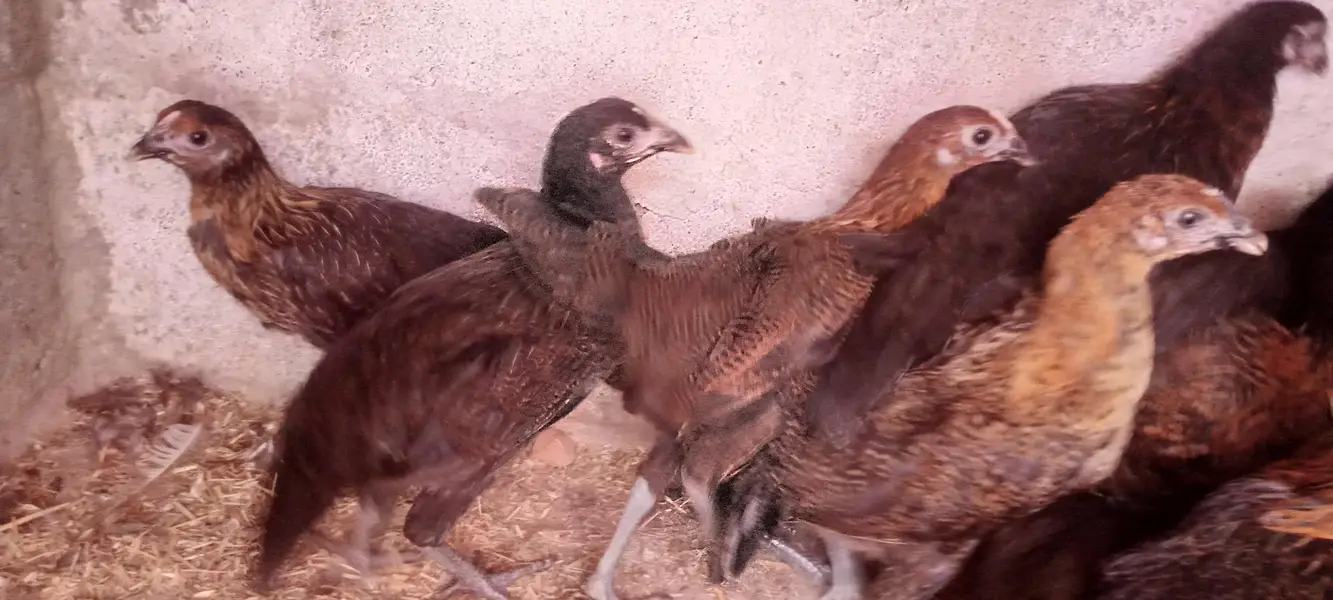 GOLDEN MISRI FEMALE — photo 3