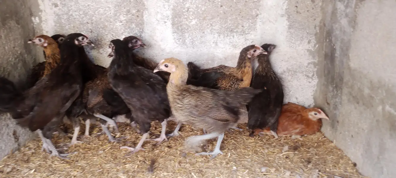 GOLDEN MISRI FEMALE — photo 6