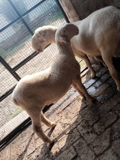 mundra bacha for sale