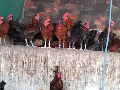 Desi Murga, breeder desi murga available pure desi murga