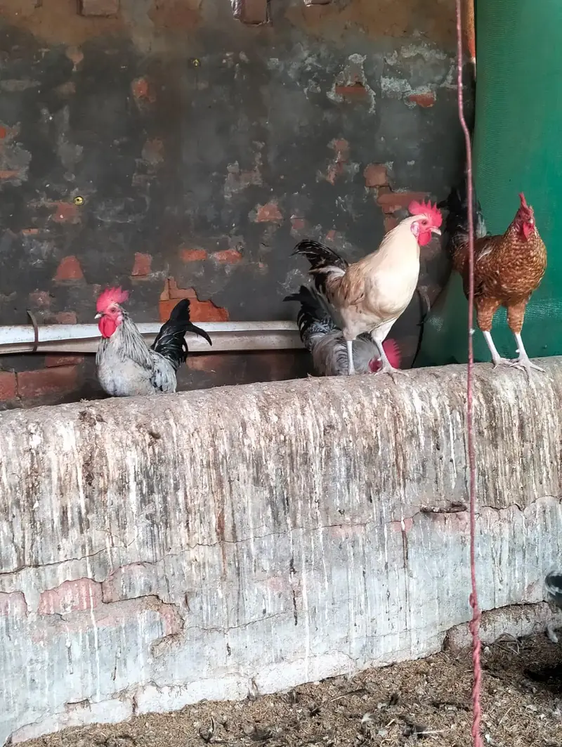 Desi Murga, breeder desi murga available pure desi murga — photo 2