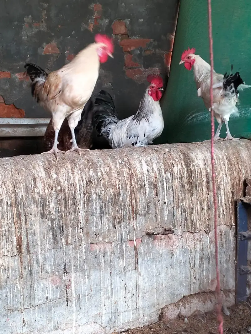 Desi Murga, breeder desi murga available pure desi murga — photo 3