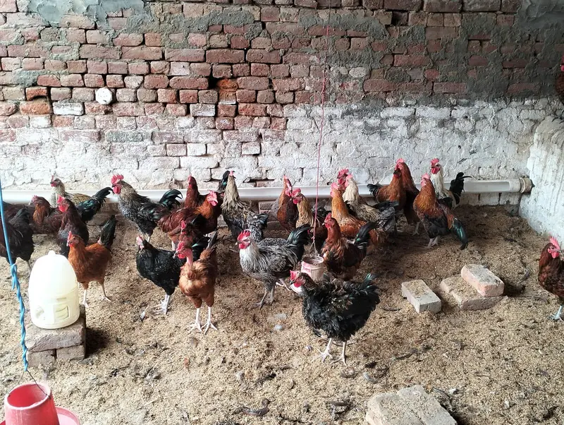 Desi Murga, breeder desi murga available pure desi murga — photo 6