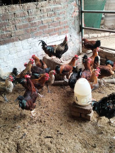 Desi murgi aur murga/breeder desi murgai available