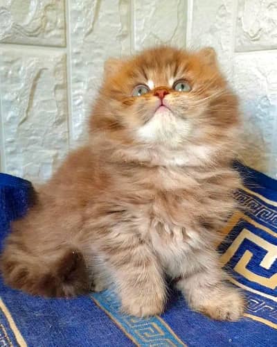 Cat | kittens | Persian | 3 Cote | Fluffy Wtsp msg 0348*ŌI6*3Ô63