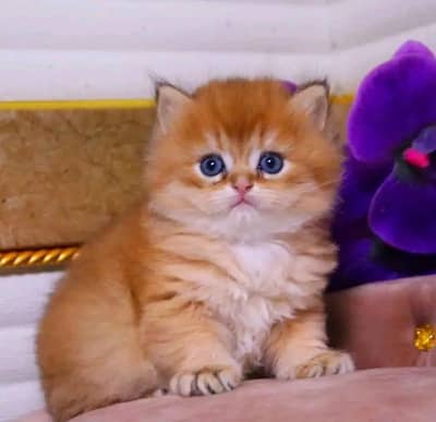 Cat | kittens | Persian | 3 Cote | Fluffy Wtsp msg 0348=ŌI6=Ô63