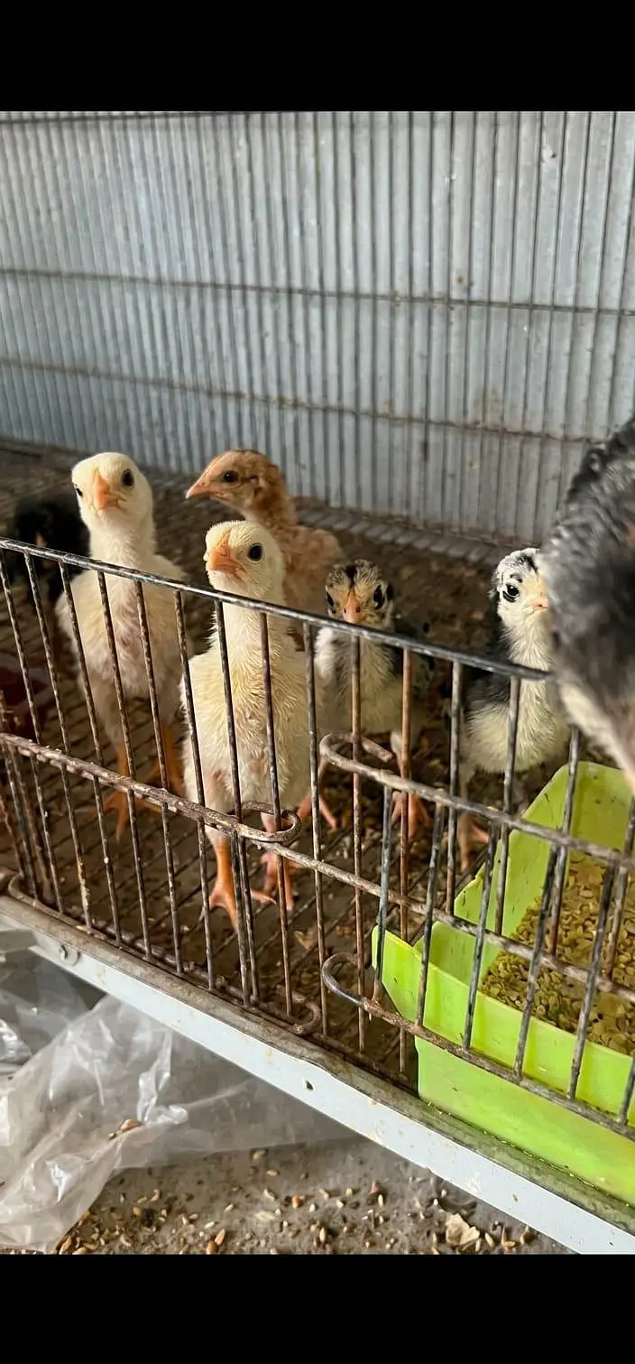 Lakha Mianwali Aseel 1 Male 2 Female Sale  VIP Quality — photo 6
