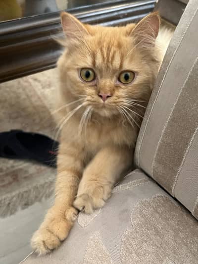 persian cat healthy active