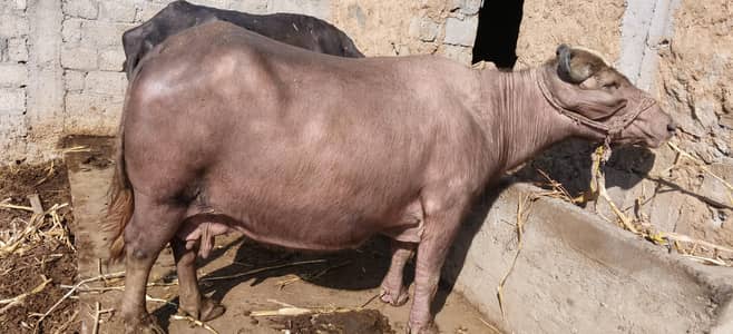 bhens second hamer first wara pea record 18 KG pavore okaray ki hia