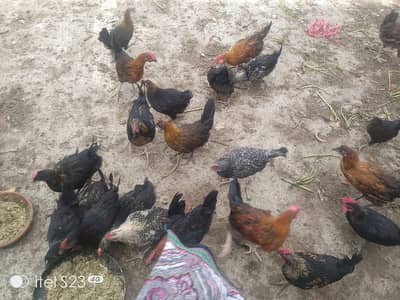 57 Desi & Astralorp Chickens for Sale – 2.5 Months Old