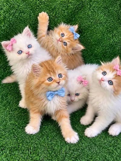 Cat | kittens | Persian | Male | Female | Pair |Wtsp me 0348×OI63×Ö63