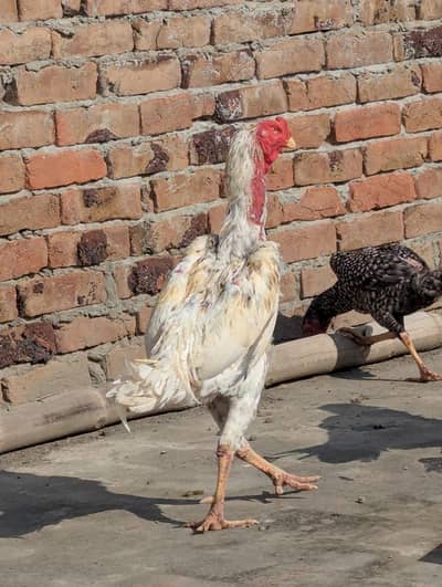 Shamo king size pair German breed