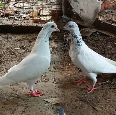 Pigeons pair, feel free to contact 03245974166