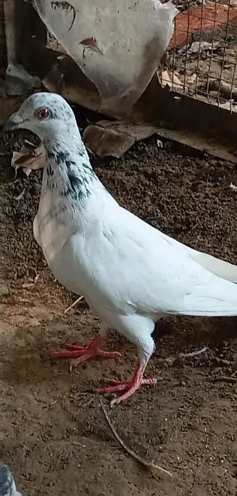 Pigeons pair, feel free to contact 03245974166 — photo 2