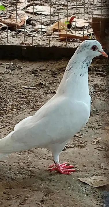 Pigeons pair, feel free to contact 03245974166 — photo 3