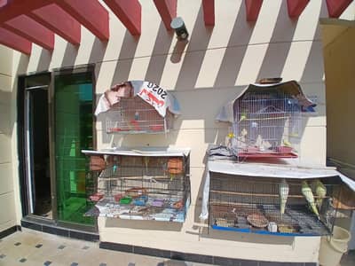 everh kind of a parrots are avalaible in good and cheap price