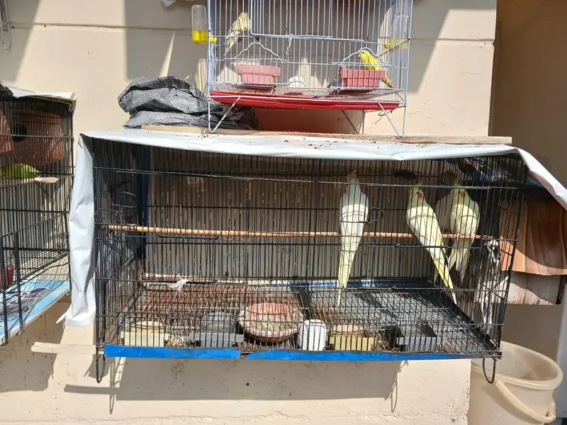 everh kind of a parrots are avalaible in good and cheap price — photo 2