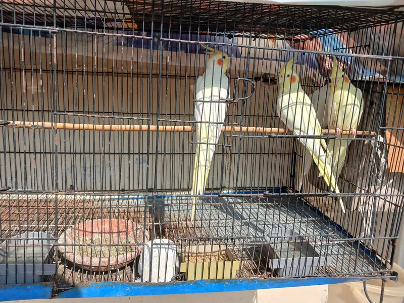 everh kind of a parrots are avalaible in good and cheap price — photo 3