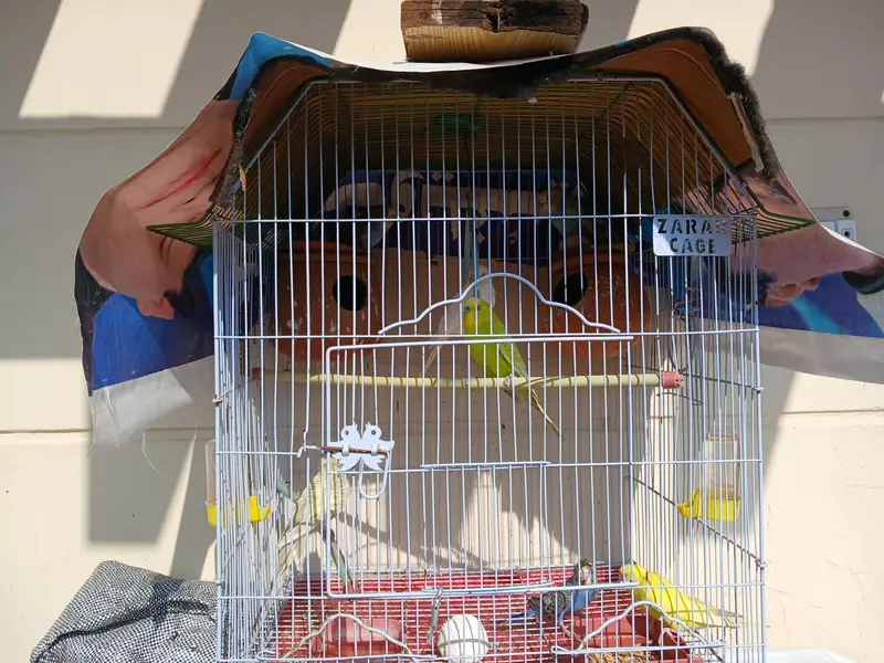 everh kind of a parrots are avalaible in good and cheap price — photo 4
