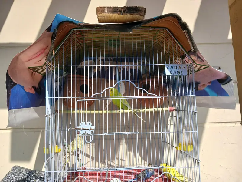 everh kind of a parrots are avalaible in good and cheap price — photo 5