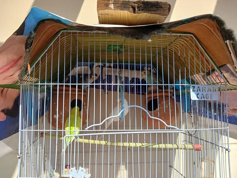 everh kind of a parrots are avalaible in good and cheap price — photo 6