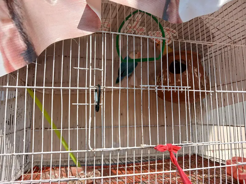 everh kind of a parrots are avalaible in good and cheap price — photo 7