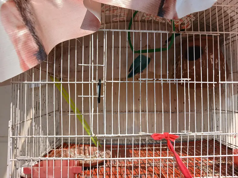 everh kind of a parrots are avalaible in good and cheap price — photo 8