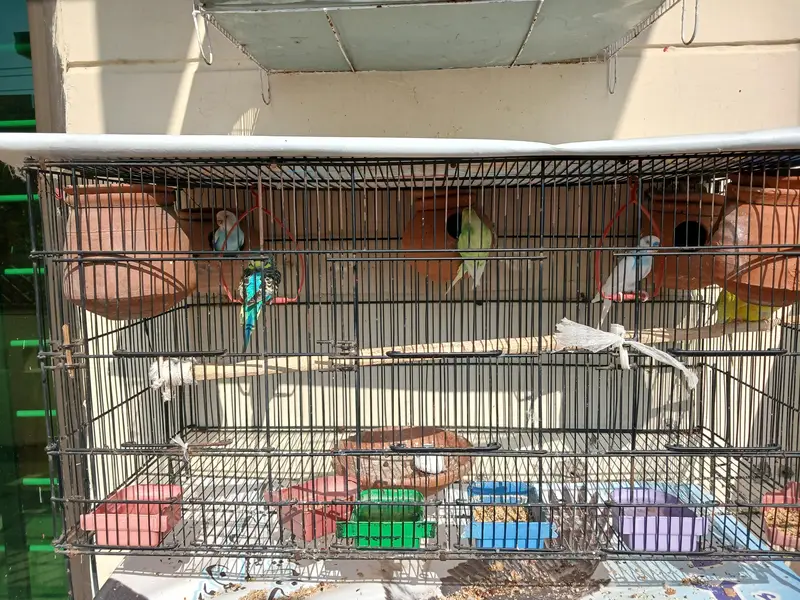 everh kind of a parrots are avalaible in good and cheap price — photo 9