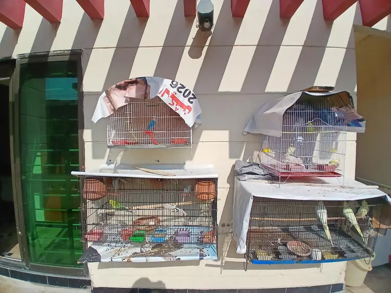 everh kind of a parrots are avalaible in good and cheap price — photo 10