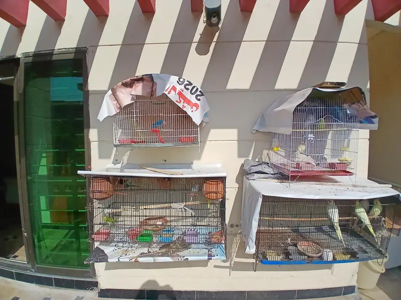 everh kind of a parrots are avalaible in good and cheap price — photo 11
