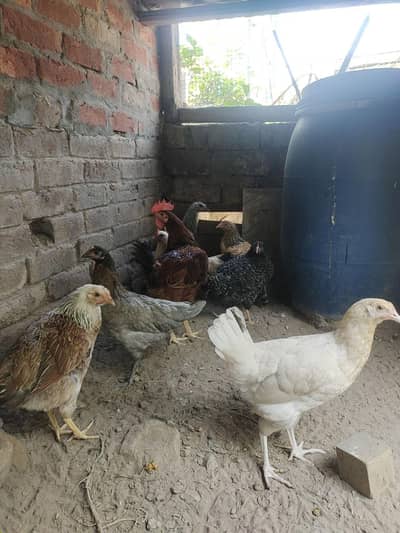 golden misri hens