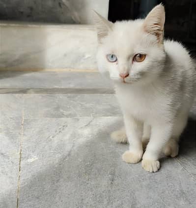 cat for sell