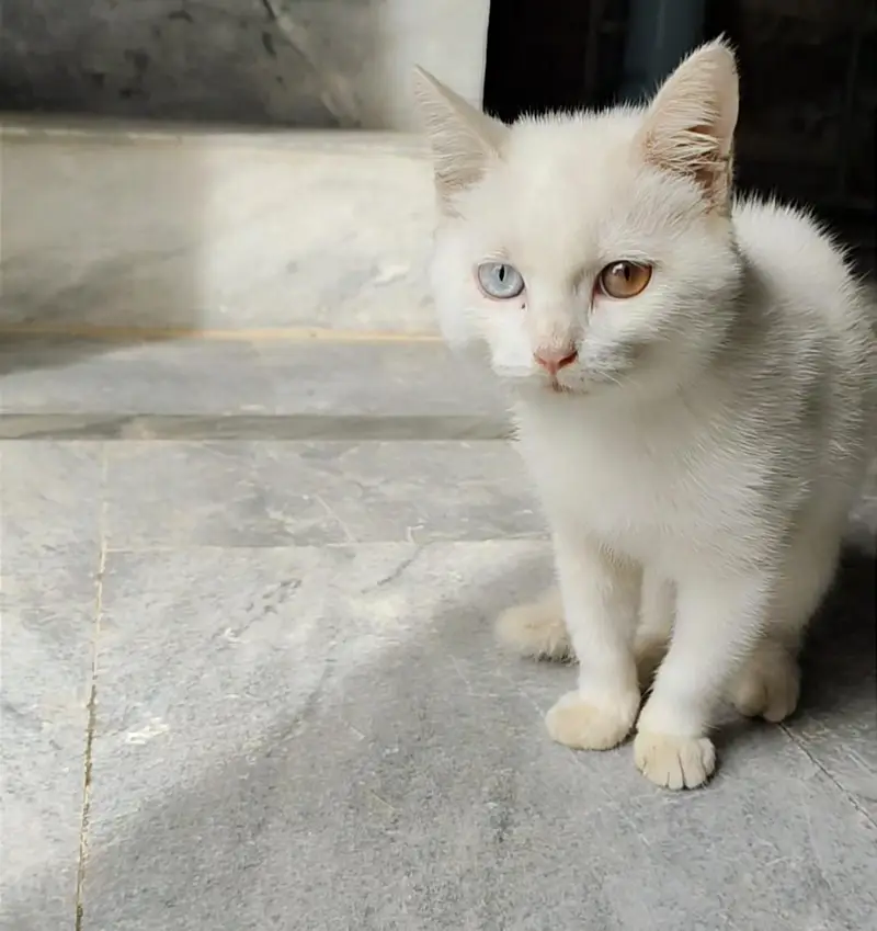 cat for sell — photo 2