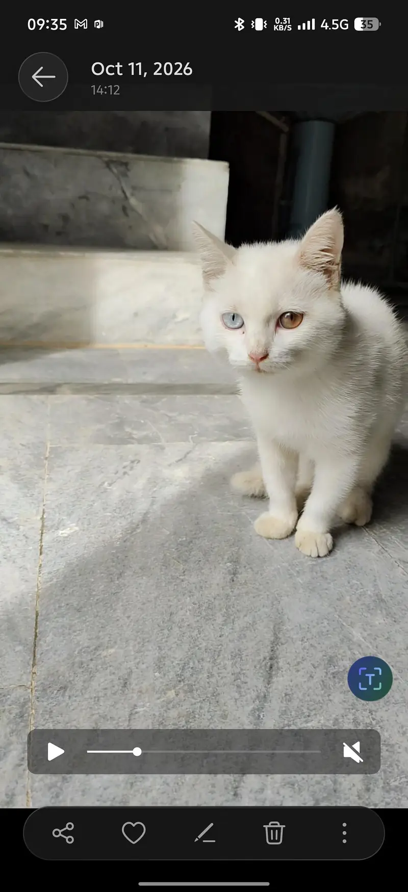 cat for sell — photo 3