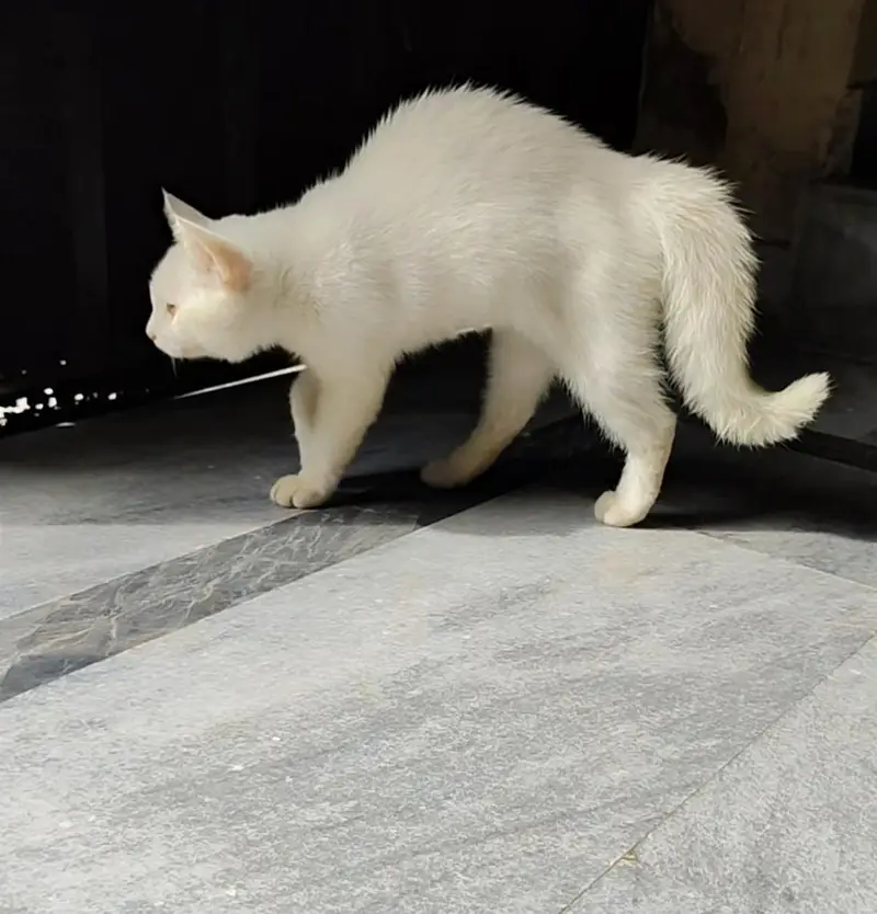 cat for sell — photo 4