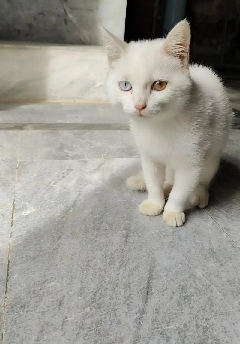 cat for sell — photo 5